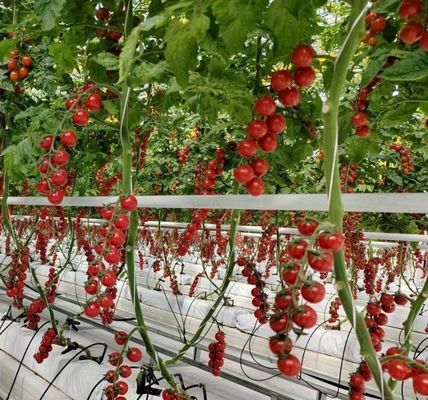 Frigorífico de película de dupla camada para cultivo de pimenta 12,09cm * 2,35cm * 2,39cm Tamanho do pacote