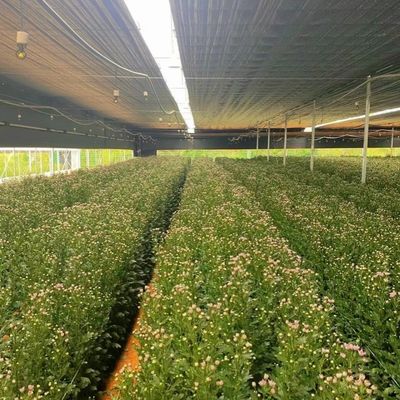 EUA/Canadá Estrutura de aço Vegetais Plantação Estufas de Arco Único para Hidroponia