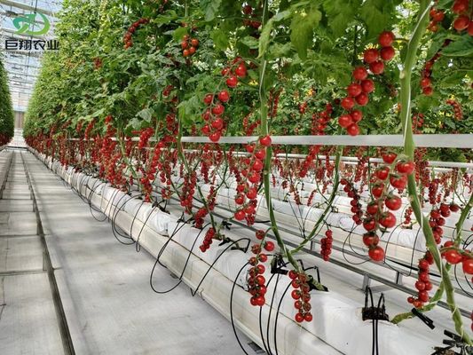 EUA/Canadá Estrutura de aço Vegetais Plantação Estufas de Arco Único para Hidroponia