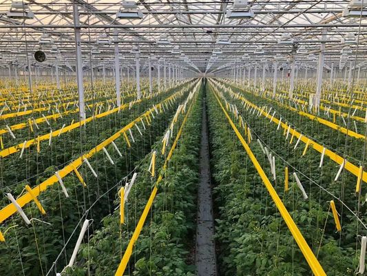 EUA/Canadá Estrutura de aço Vegetais Plantação Estufas de Arco Único para Hidroponia