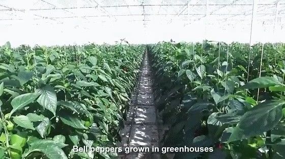 EUA/Canadá Estrutura de aço Vegetais Plantação Estufas de Arco Único para Hidroponia