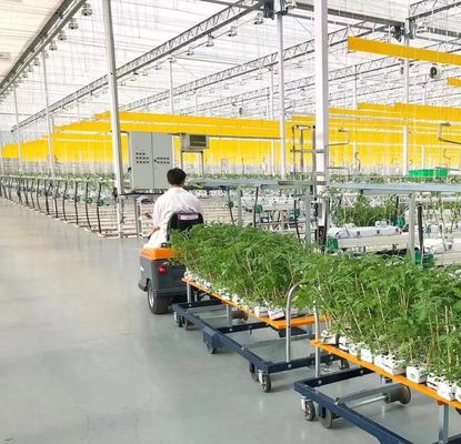 Maximize o rendimento do tomate com a tecnologia antigotejamento