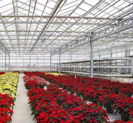 Maximize o rendimento do tomate com a tecnologia antigotejamento