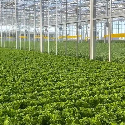 Maximize o rendimento do tomate com a tecnologia antigotejamento