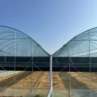 Maximize o rendimento do tomate com a tecnologia antigotejamento
