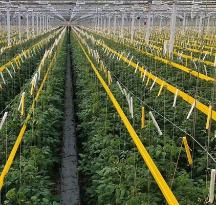 Maximize o rendimento do tomate com a tecnologia antigotejamento