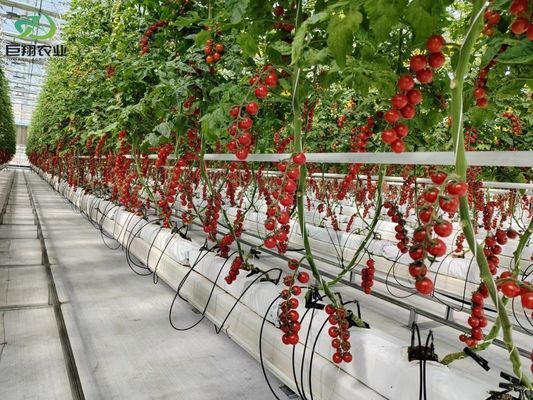 Folhas verdes Vegetais Folha PC Folha Agrícola Estufas para hidroponia