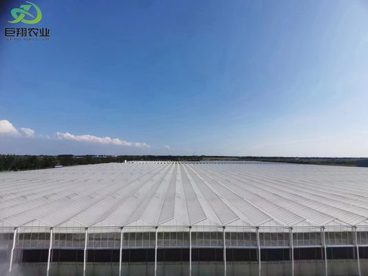 Folhas verdes Vegetais Folha PC Folha Agrícola Estufas para hidroponia