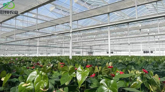 Pedido personalizado Resfriamento por pulverização Casa de plantação para mudas Estrutura de aço Personalização