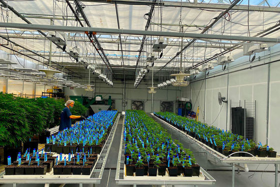 Estrutura de crescimento iluminada de dupla camada para mudas hidropônicas em Multi Span