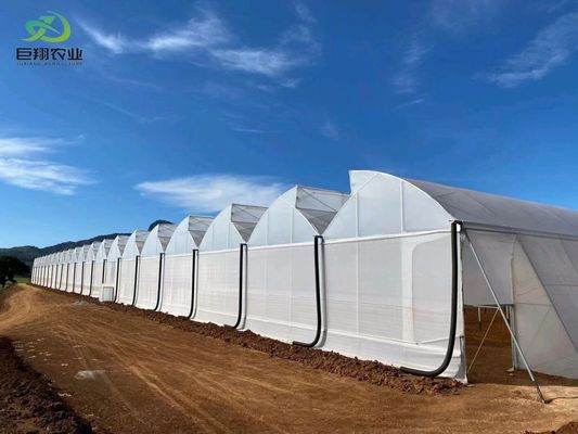 Método de cultivo de túnel Estufa multi-espans com tubo de aço galvanizado a quente