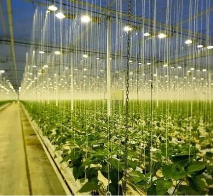 Iluminar a estufa da instalação de cultivo de mudas com tecnologia de iluminação avançada