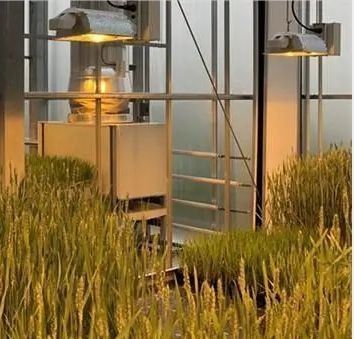 Iluminar a estufa da instalação de cultivo de mudas com tecnologia de iluminação avançada