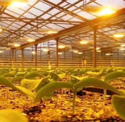 Iluminar a estufa da instalação de cultivo de mudas com tecnologia de iluminação avançada