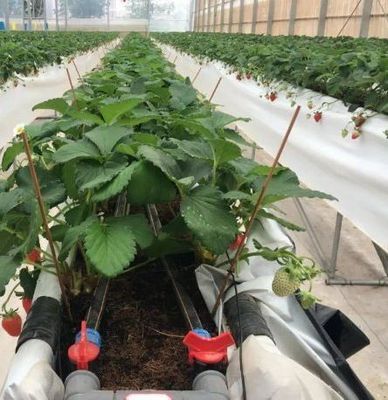 Iluminar a estufa da instalação de cultivo de mudas com tecnologia de iluminação avançada