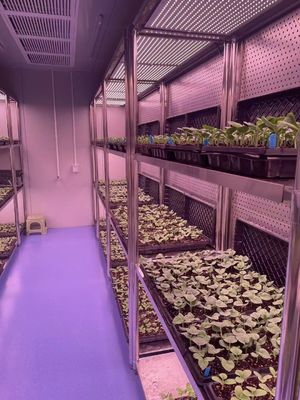 Retorno de 30 dias Casa de cultivo iluminada para mudas Método de cultivo iluminado