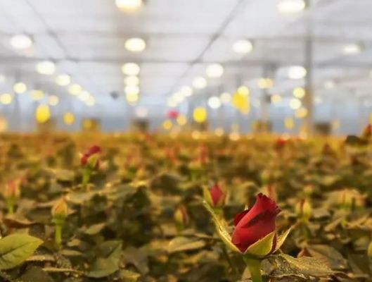 Retorno de 30 dias Casa de cultivo iluminada para mudas Método de cultivo iluminado