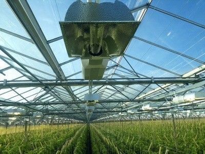 Retorno de 30 dias Casa de cultivo iluminada para mudas Método de cultivo iluminado