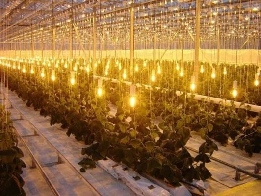 Sistema de cultivo de tomate pepino alface Peso bruto 2000.000kg Solicitação de personalização
