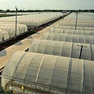 Estufas de filtro de túnel de comprimento único agrícolas para cogumelos e vegetais