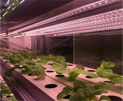 2000.000kg Espaço de ambiente controlado por pulverização de água para sementes/verdes/frutas/flores