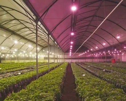 2000.000kg Espaço de ambiente controlado por pulverização de água para sementes/verdes/frutas/flores