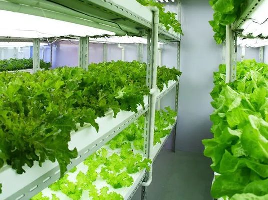 2000.000kg Espaço de ambiente controlado por pulverização de água para sementes/verdes/frutas/flores