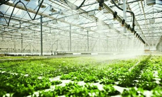 Sala de plantação multi-espaço para mudas em embalagem de estufa Peso bruto 2000.000kg