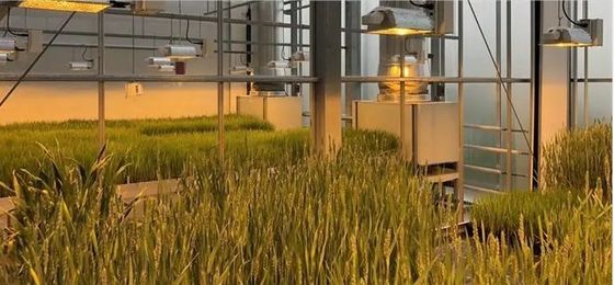 Sala de plantação multi-espaço para mudas em embalagem de estufa Peso bruto 2000.000kg