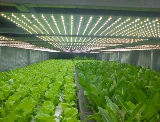Sala de plantação multi-espaço para mudas em embalagem de estufa Peso bruto 2000.000kg