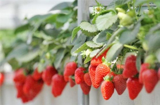 Sala de plantação multi-espaço para mudas em embalagem de estufa Peso bruto 2000.000kg