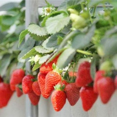 Restituições de devolução Estufas multi-espaços garantidas para o cultivo de tomate, pepino e alface