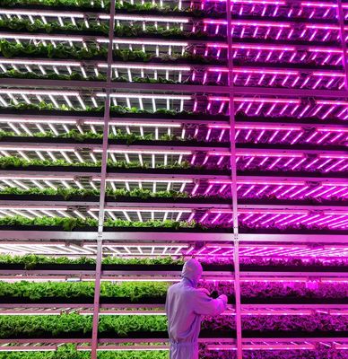 Restituições de devolução Estufas multi-espaços garantidas para o cultivo de tomate, pepino e alface