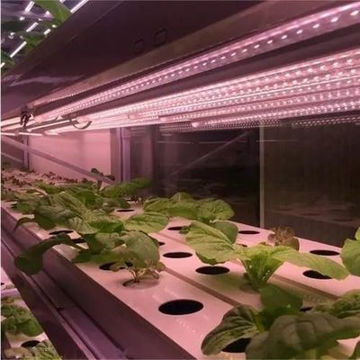 Restituições de devolução Estufas multi-espaços garantidas para o cultivo de tomate, pepino e alface