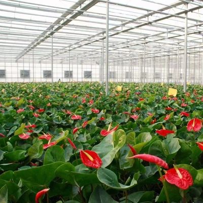 Customização Estrutura de aço Origem Sistemas de hidroponia de estufa de vidro para flores