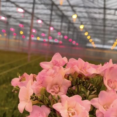 Customização Estrutura de aço Origem Sistemas de hidroponia de estufa de vidro para flores
