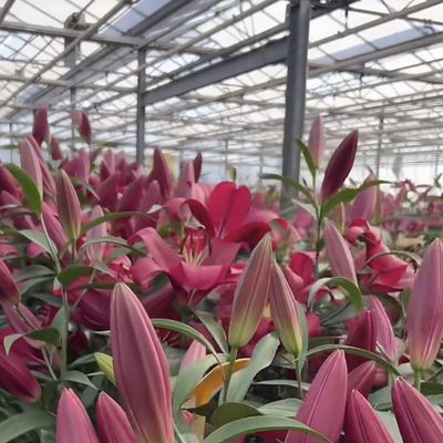 Customização Estrutura de aço Origem Sistemas de hidroponia de estufa de vidro para flores