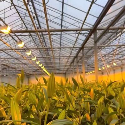 Sistema de produção hidropônica de estufa de vidro de dupla camada Venlo com irrigação por gotejamento
