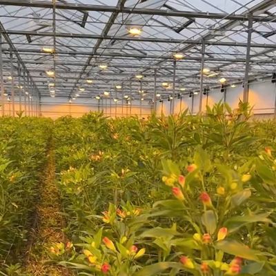 Sistema de produção hidropônica de estufa de vidro de dupla camada Venlo com irrigação por gotejamento