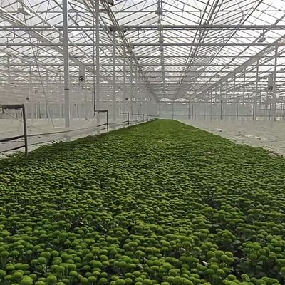 Sistema de produção hidropônica de estufa de vidro de dupla camada Venlo com irrigação por gotejamento