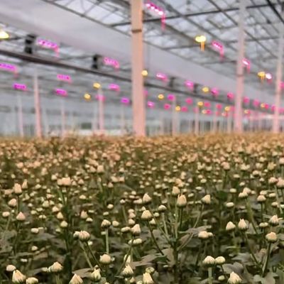 Hidroponia multi-span com boa transmissão de luz e opções personalizáveis