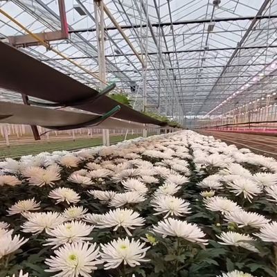 Profissional de sistema hidropónico de estufa de vidro de irrigação por gotejamento para vegetais