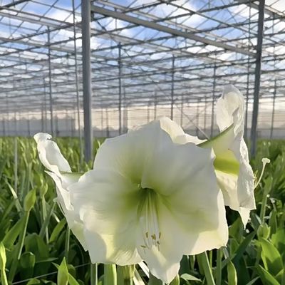 Profissional de sistema hidropónico de estufa de vidro de irrigação por gotejamento para vegetais