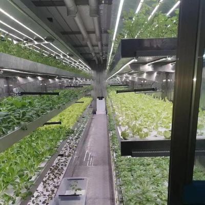Customização de sistemas hidropónicos de alto rendimento de estufa para sustentabilidade comercial