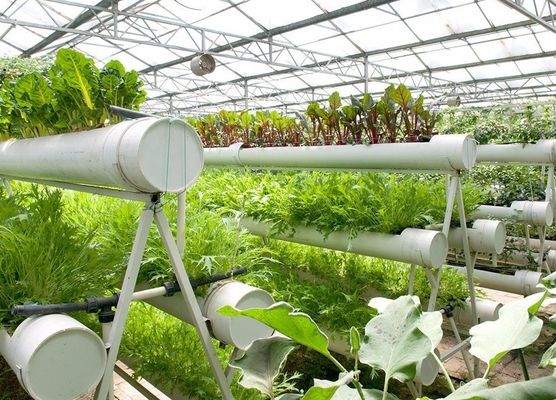 Instalação hidropónica de estufas agrícolas com estrutura de aço e capacidade em grande escala