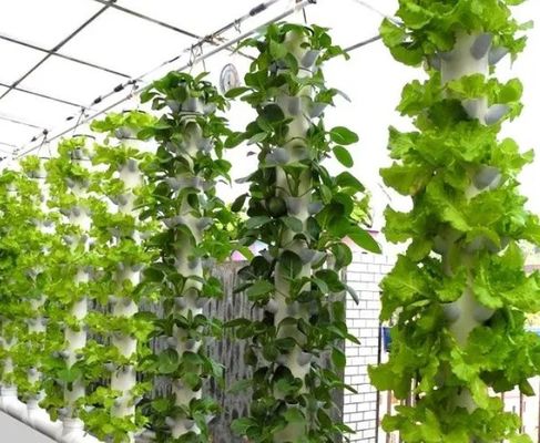 Instalação hidropónica de estufas agrícolas com estrutura de aço e capacidade em grande escala