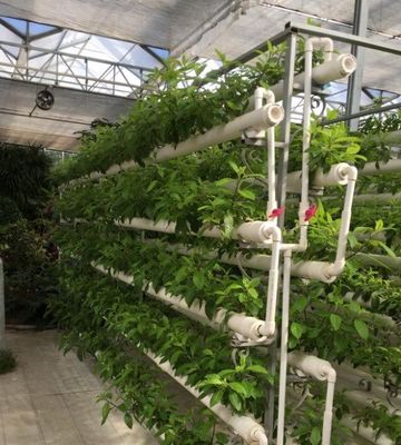 Instalação hidropónica de estufas agrícolas com estrutura de aço e capacidade em grande escala