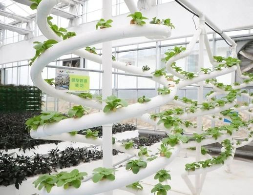 Instalação hidropónica de estufas agrícolas com estrutura de aço e capacidade em grande escala