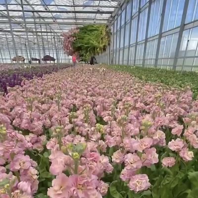 Sistema de hidroponia de estufa de vidro Venlo para vegetais fabricados nos Países Baixos