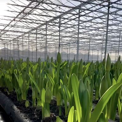 Sistema de hidroponia de estufa de vidro Venlo para vegetais fabricados nos Países Baixos